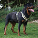 Нейлоновая двухсторонняя тактическая шлейка для собак Tactical Dog Harness HK-HP-82-01 фото 3