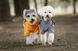 Світловідбивний дощовик для собак VPETER R58 Grey R58-S-grey фото 3
