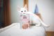 Влажный корм Brit Care Cat Pouch для кошек, филе в соусе, нежная индейка и пикантный лосось, 85 г 100528/0501 фото 4