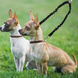 Повідець для 2-х собак Derby Dog Double Leash 195987689910 фото 1