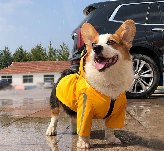 Світловідбивний дощовик для собак Derby R57 Yellow R57-S-yellow фото