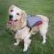 Сумка-седло для собак Voyager Pet Dog Bagpack LV04-MR фото 10