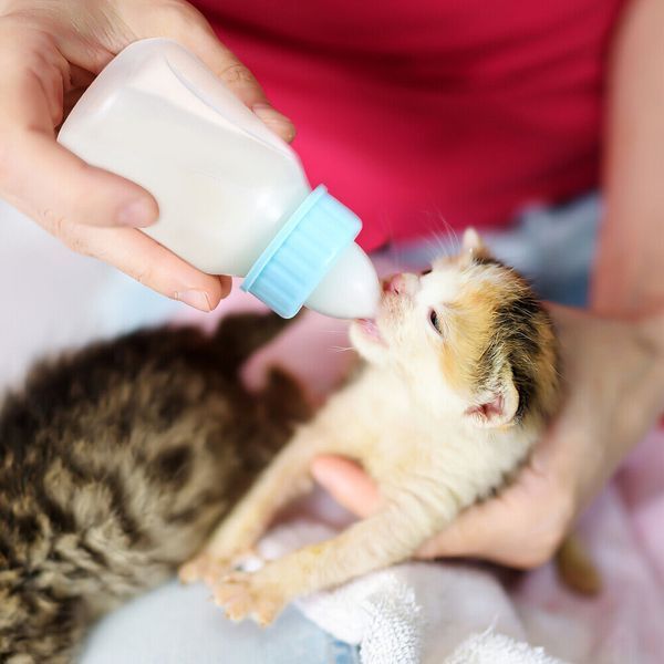 Набор для кормления щенков и котят Pet Nursing Bottle Kit 3926 9090 90 фото