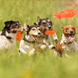 Игрушка-кольцо для собак Derby Rubber Dog Chew Toy Ring AD288009879 фото 7