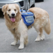 Сумка-переноска для собак с передней частью для бега Lovoyager Dog Bagpack LV05-MB фото 7